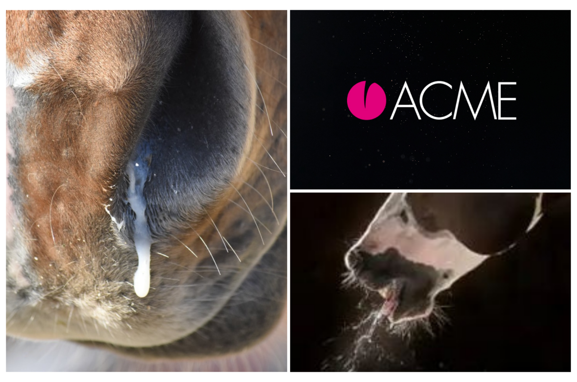 Disturbi respiratori del cavallo: prevenzione e cura con ACME 1