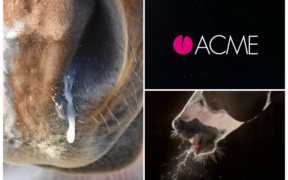 Disturbi respiratori del cavallo: prevenzione e cura con ACME 1