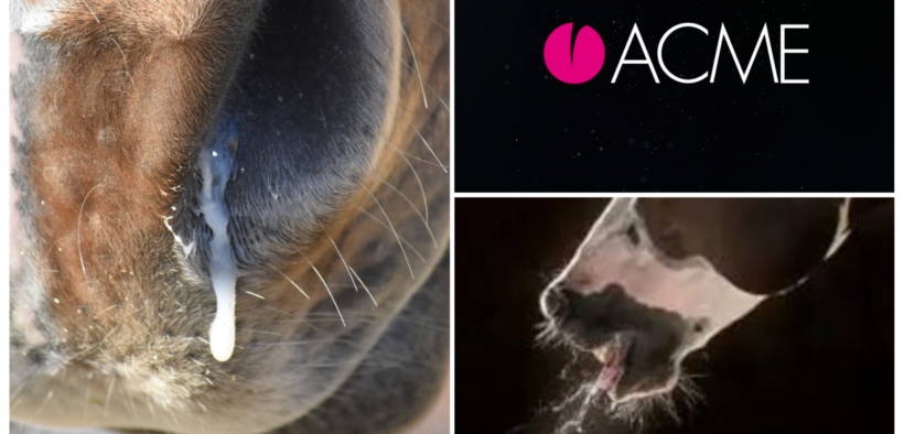 Disturbi respiratori del cavallo: prevenzione e cura con ACME 1