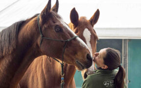 Fieracavalli 2025: al via domani con 2.200 cavalli, 700 aziende e 200 eventi