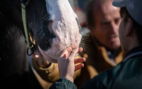 Fieracavalli 2025: il cavallo protagonista di crescita, inclusione e rinascita