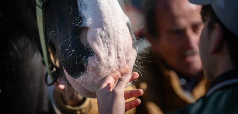 Fieracavalli 2025: il cavallo protagonista di crescita, inclusione e rinascita