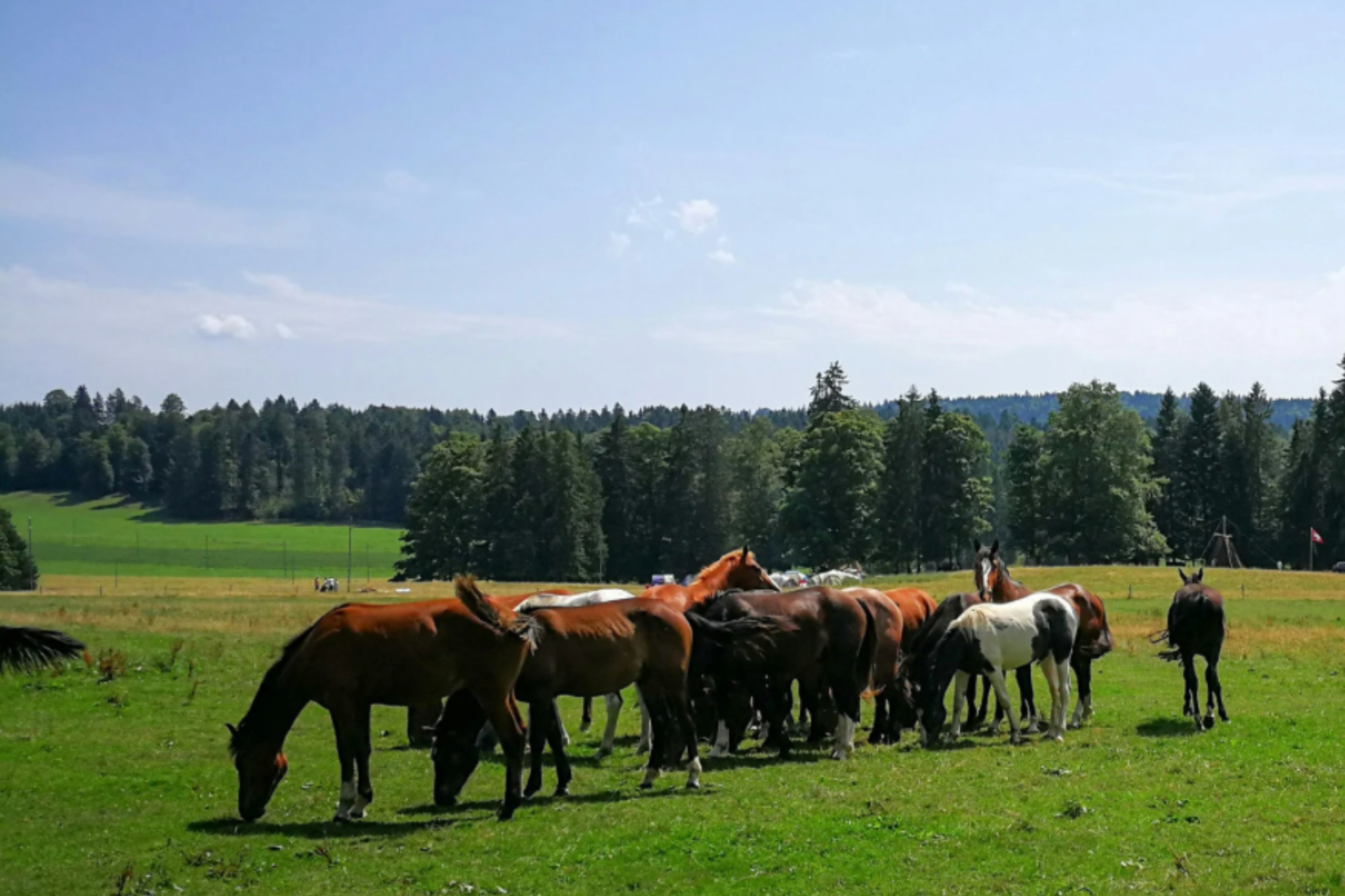 Focolaio di arterite virale equina in Normandia: 22 cavalli contagiati e riproduzione sospesa