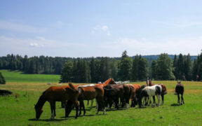 Focolaio di arterite virale equina in Normandia: 22 cavalli contagiati e riproduzione sospesa