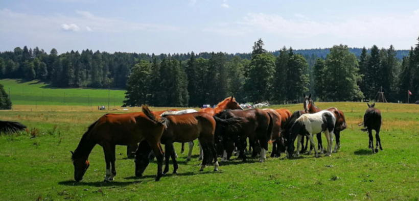 Focolaio di arterite virale equina in Normandia: 22 cavalli contagiati e riproduzione sospesa