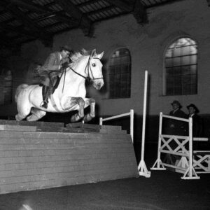 Fregi equestri a Trieste, una città antica a cavallo 6
