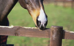 Il fenomeno del "Crib Bite"
