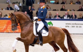 KWPN Horse of the Year 2025: scopriamo i candidati