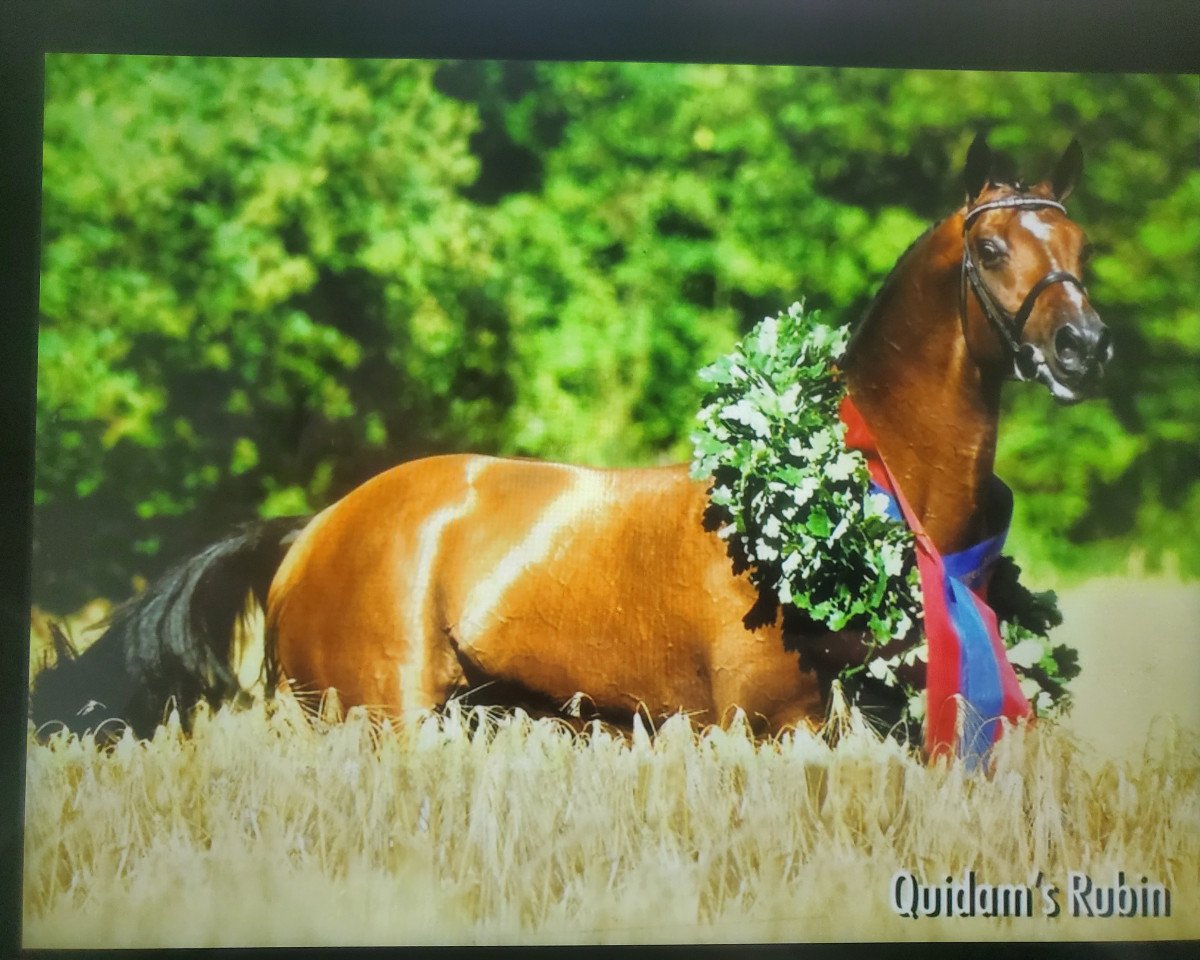 Quidam's Rubin (Quidam Rubin)