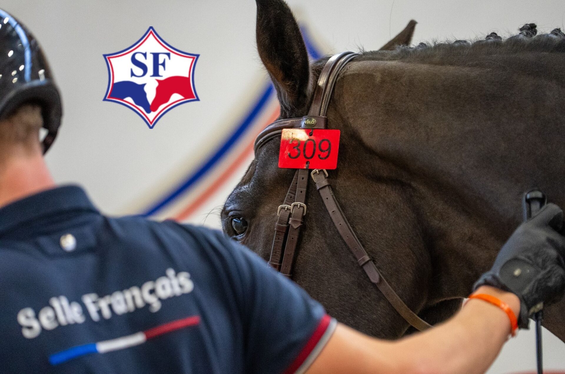 Selle Français: dominio per guadagni e numero di cavalli 1