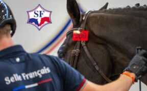 Selle Français: dominio per guadagni e numero di cavalli 1