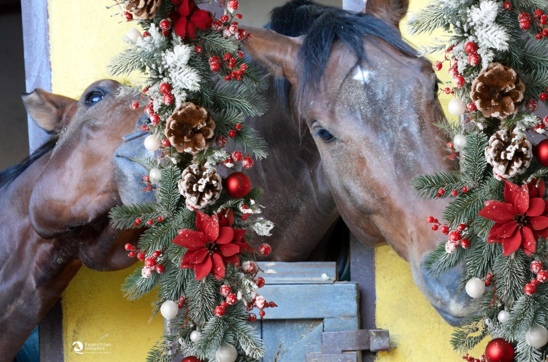 Buon Natale da Equestrian Insights: "trying to keep it all the year"