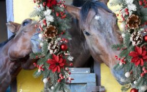 Buon Natale da Equestrian Insights: "trying to keep it all the year"