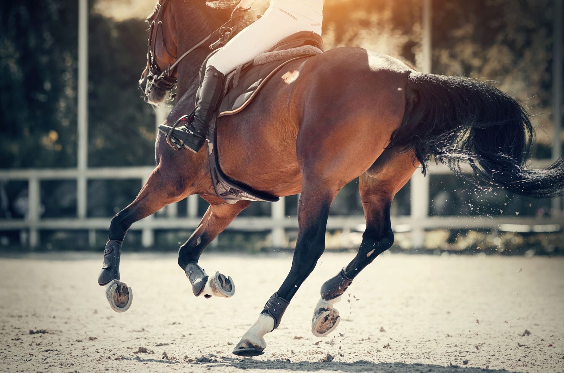 Certificato di Idoneità Sportiva del cavallo atleta, scadenze e "Warning"