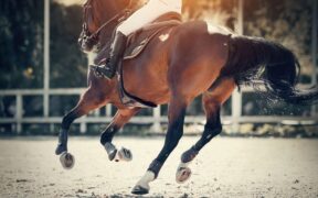 Certificato di Idoneità Sportiva del cavallo atleta, scadenze e "Warning"
