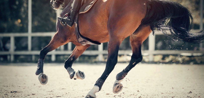 Certificato di Idoneità Sportiva del cavallo atleta, scadenze e "Warning"