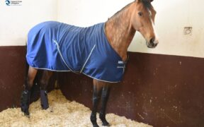 IVA al 10% sui trucioli anche se usati come lettiere