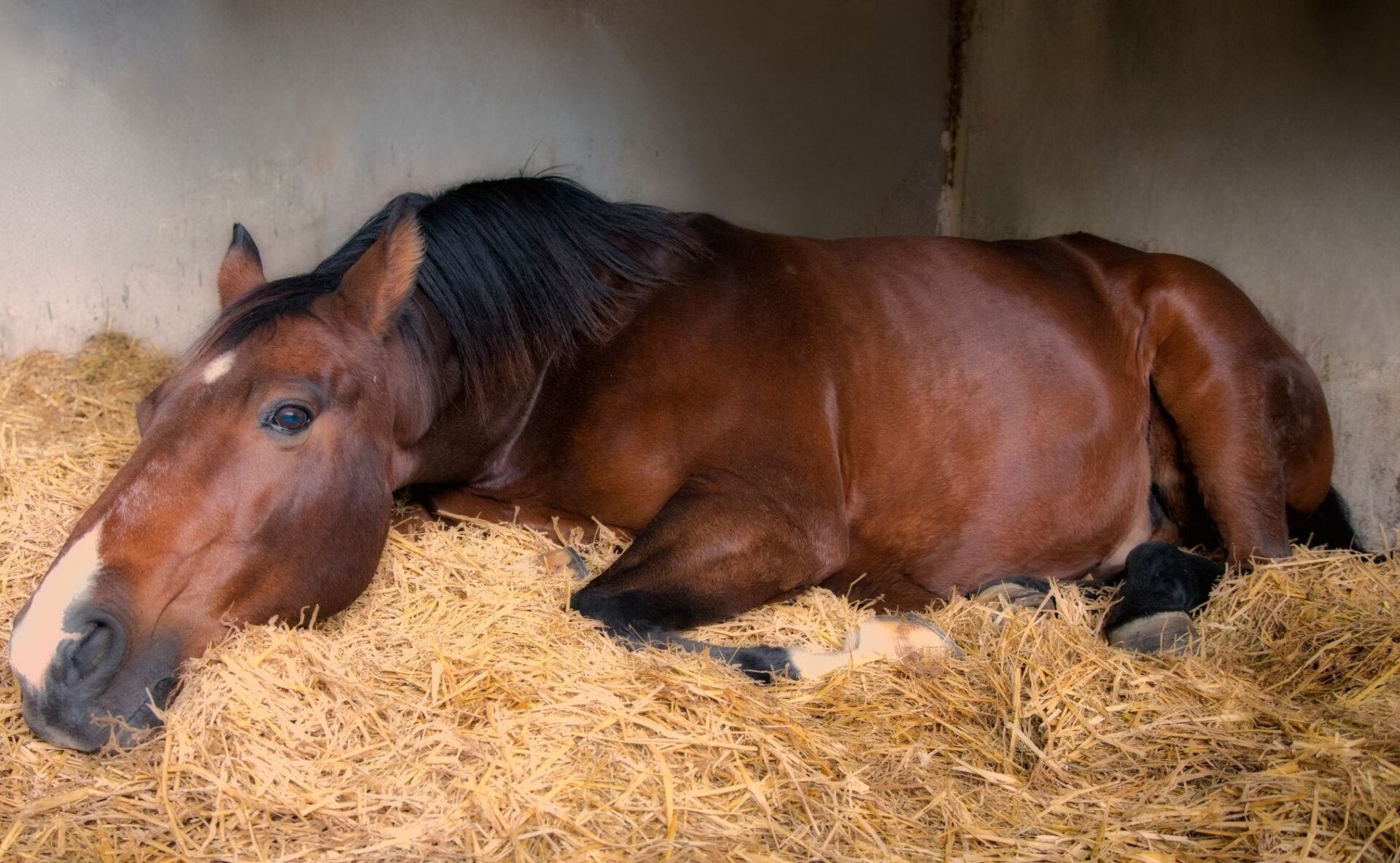 Le luci artificiali di scuderia influenzano il sonno dei cavalli? 1