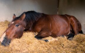 Le luci artificiali di scuderia influenzano il sonno dei cavalli? 1