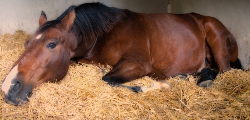 Le luci artificiali di scuderia influenzano il sonno dei cavalli? 1