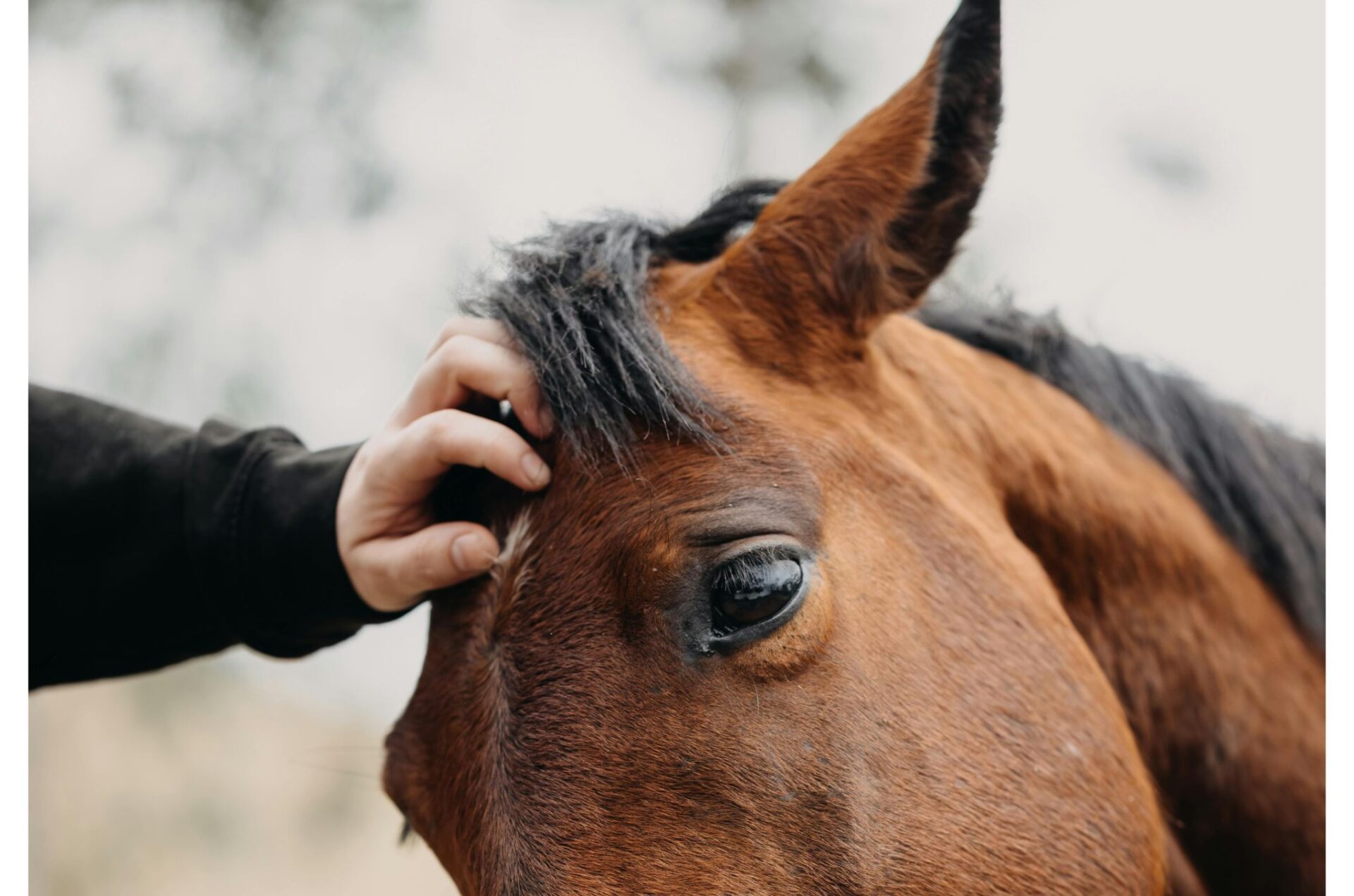 L’equitazione sociale una risorsa concreta per prevenire isolamento e disagio