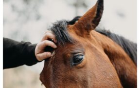 L’equitazione sociale una risorsa concreta per prevenire isolamento e disagio