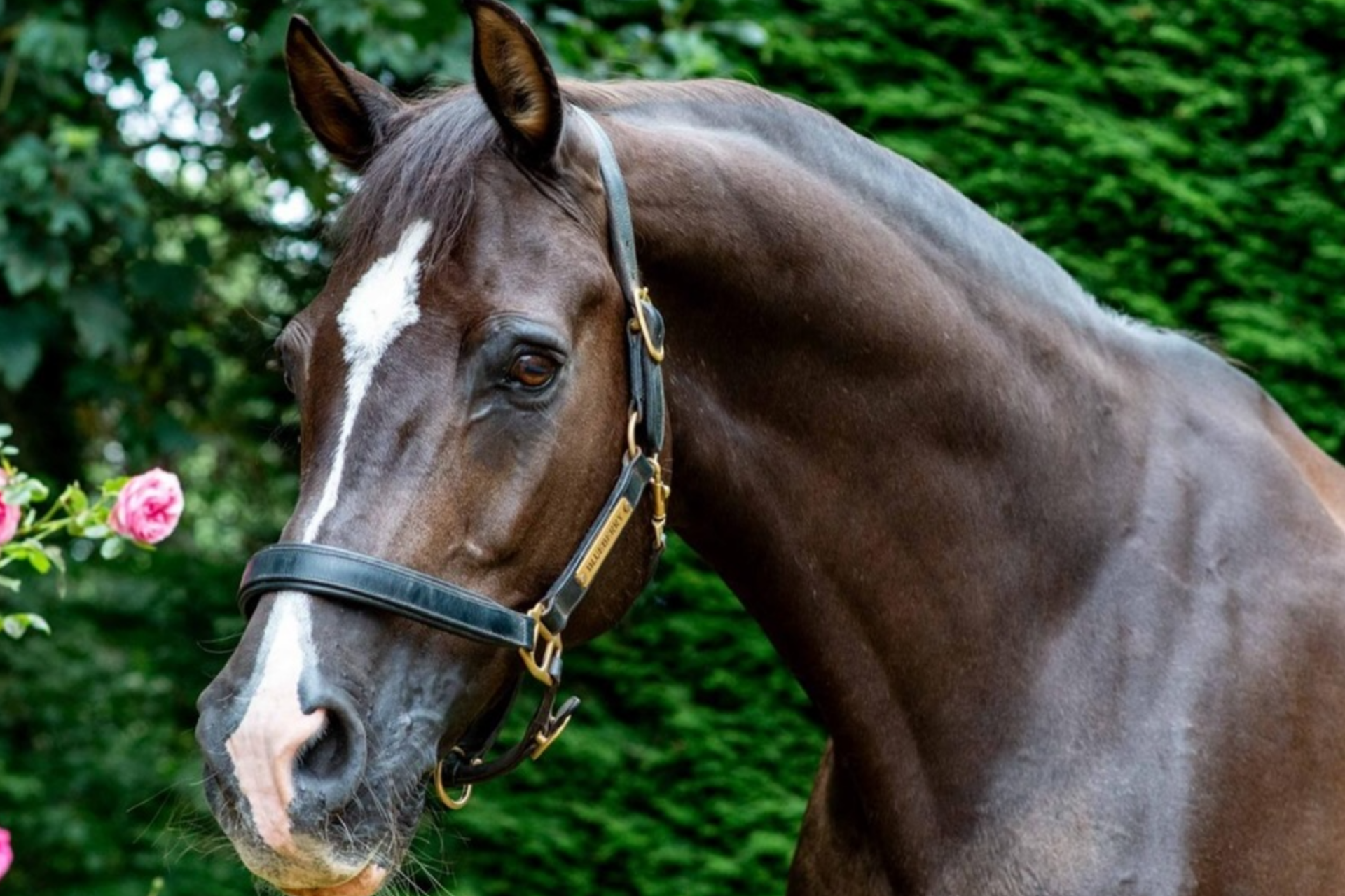 Rest in peace Valegro