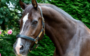 Rest in peace Valegro