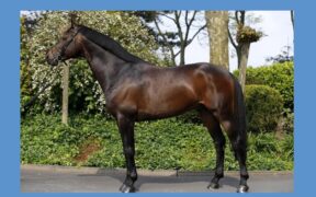 Studbook La Silla: l’orgoglio dell’allevamento messicano di cavalli sportivi