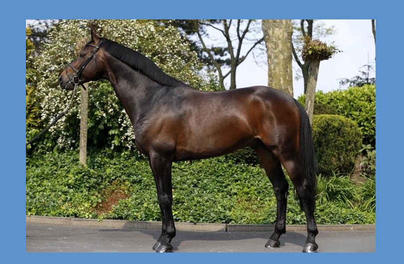 Studbook La Silla: l’orgoglio dell’allevamento messicano di cavalli sportivi