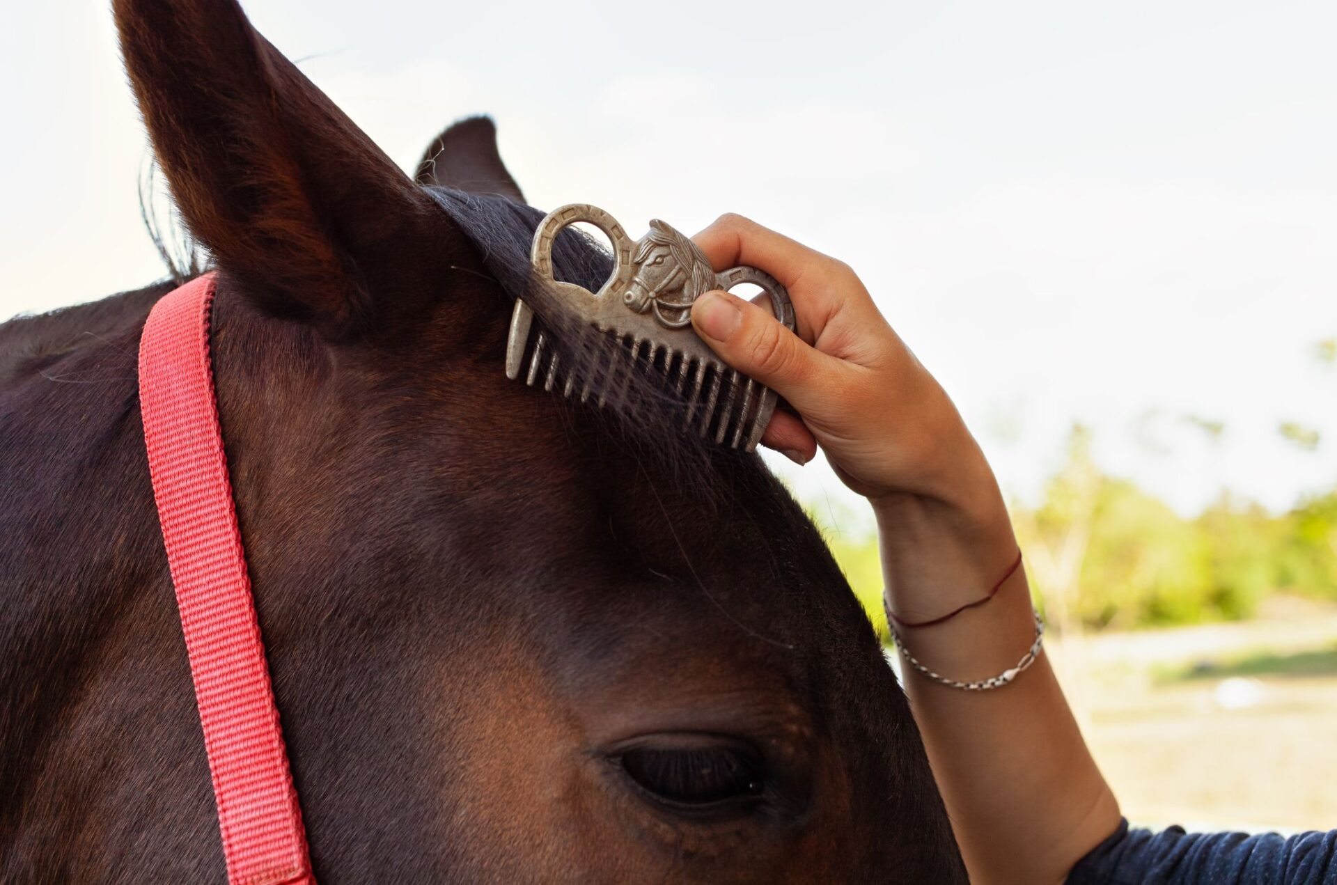 60 secondi di grooming al giorno: il gesto più semplice che cambia il rapporto con il tuo cavallo 1