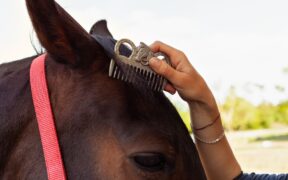 60 secondi di grooming al giorno: il gesto più semplice che cambia il rapporto con il tuo cavallo 1