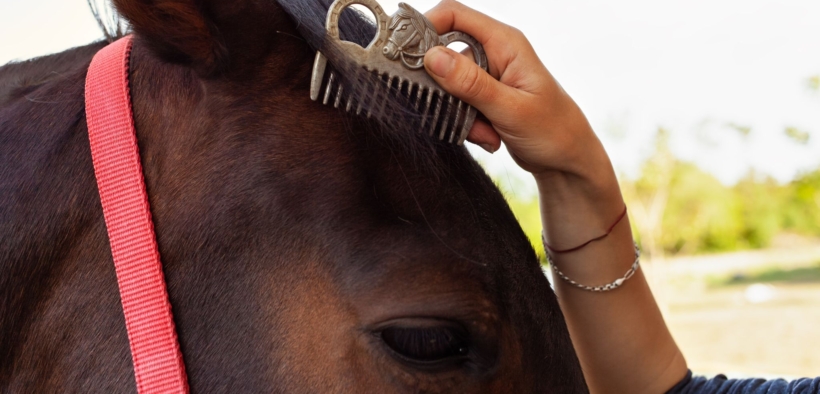 60 secondi di grooming al giorno: il gesto più semplice che cambia il rapporto con il tuo cavallo 1