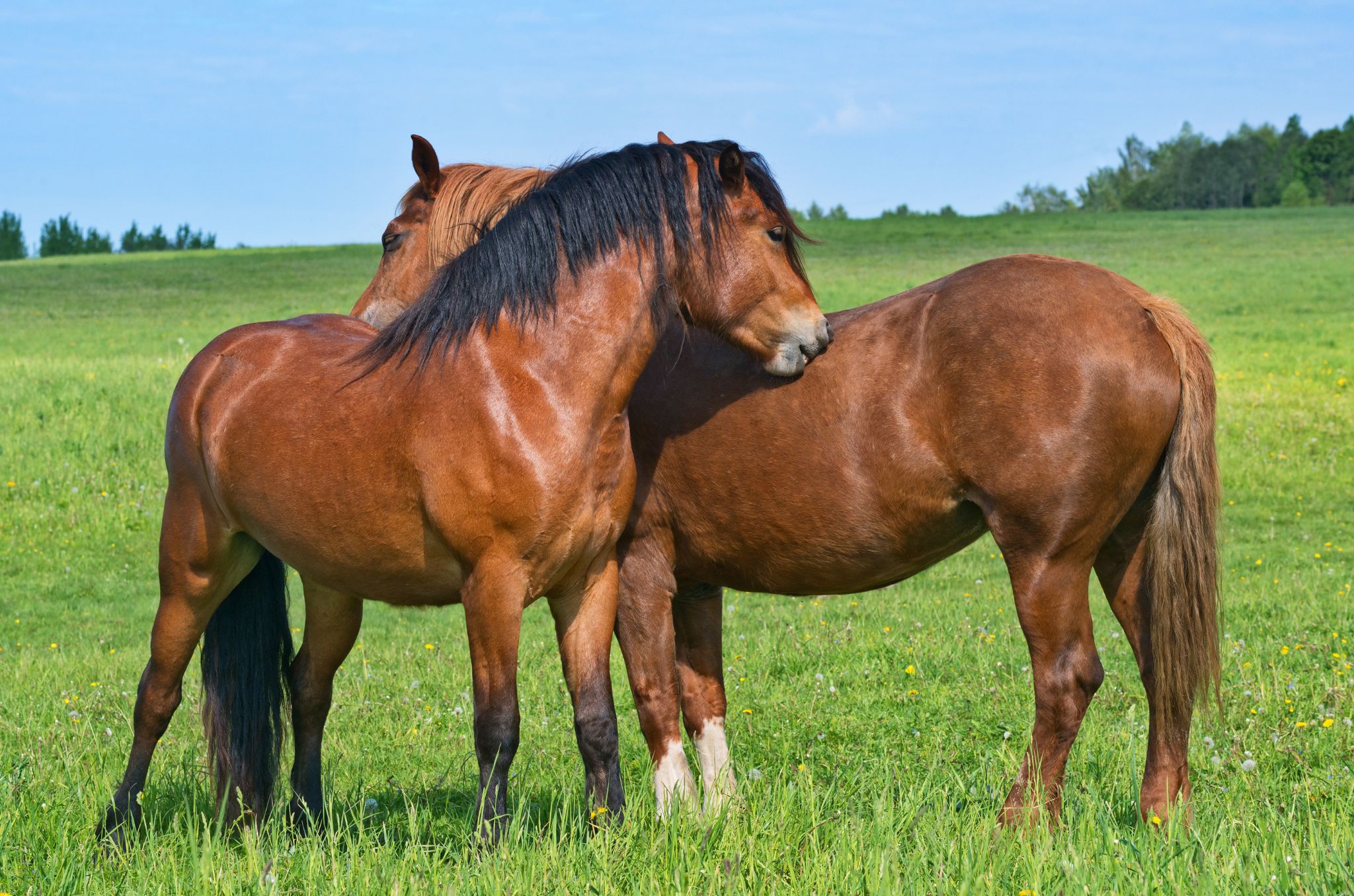 60 secondi di grooming al giorno: il gesto più semplice che cambia il rapporto con il tuo cavallo