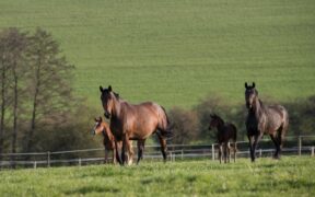 Fattrici e puledri dovrebbero avere un'alimentazione dedicata? I consigli di Cortal Horse