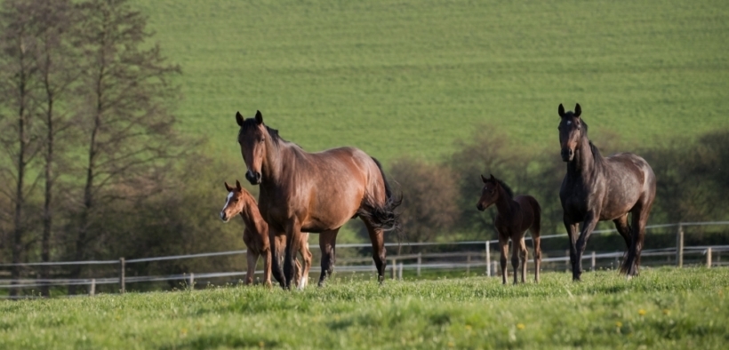 Fattrici e puledri dovrebbero avere un'alimentazione dedicata? I consigli di Cortal Horse