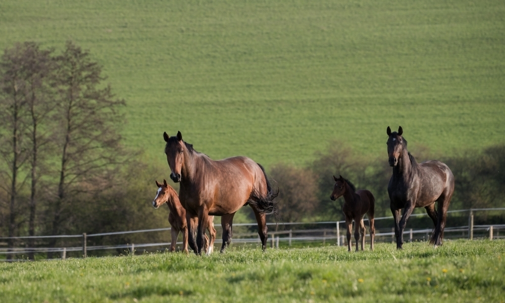 Fattrici e puledri dovrebbero avere un'alimentazione dedicata? I consigli di Cortal Horse