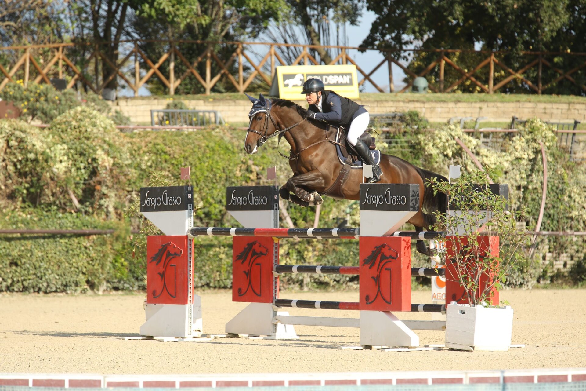 Best Young Horses Awards 2025: Nata Prima di Ca’ San Giorgio tra i vincitori 1