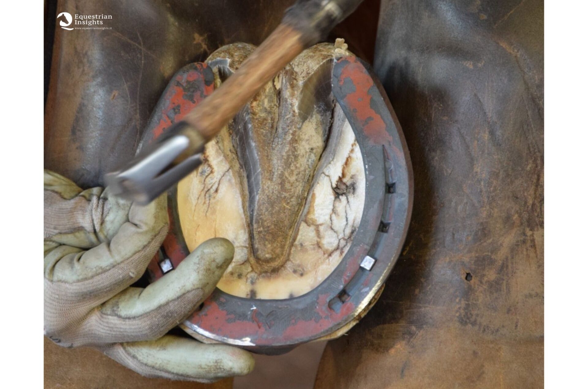 La ferratura del cavallo intervento meccano - biologico