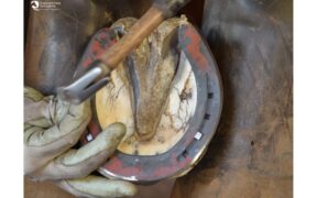 La ferratura del cavallo intervento meccano - biologico