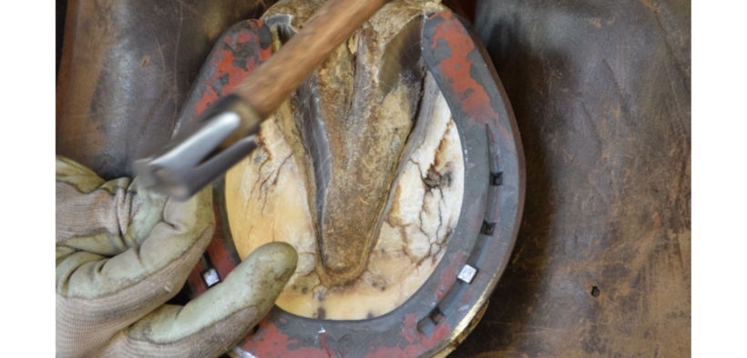 La ferratura del cavallo intervento meccano - biologico
