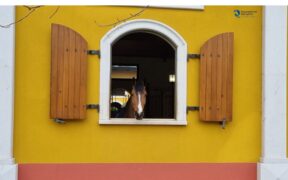 L'arrivo di un nuovo cavallo: alcune indicazioni su basi tecniche e relazionali