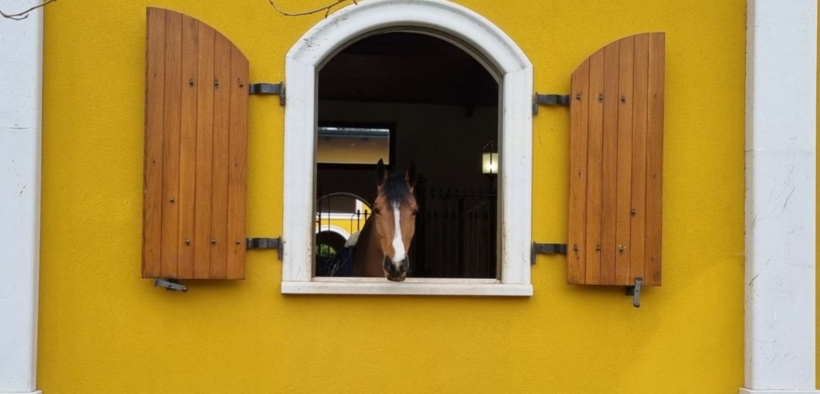 L'arrivo di un nuovo cavallo: alcune indicazioni su basi tecniche e relazionali