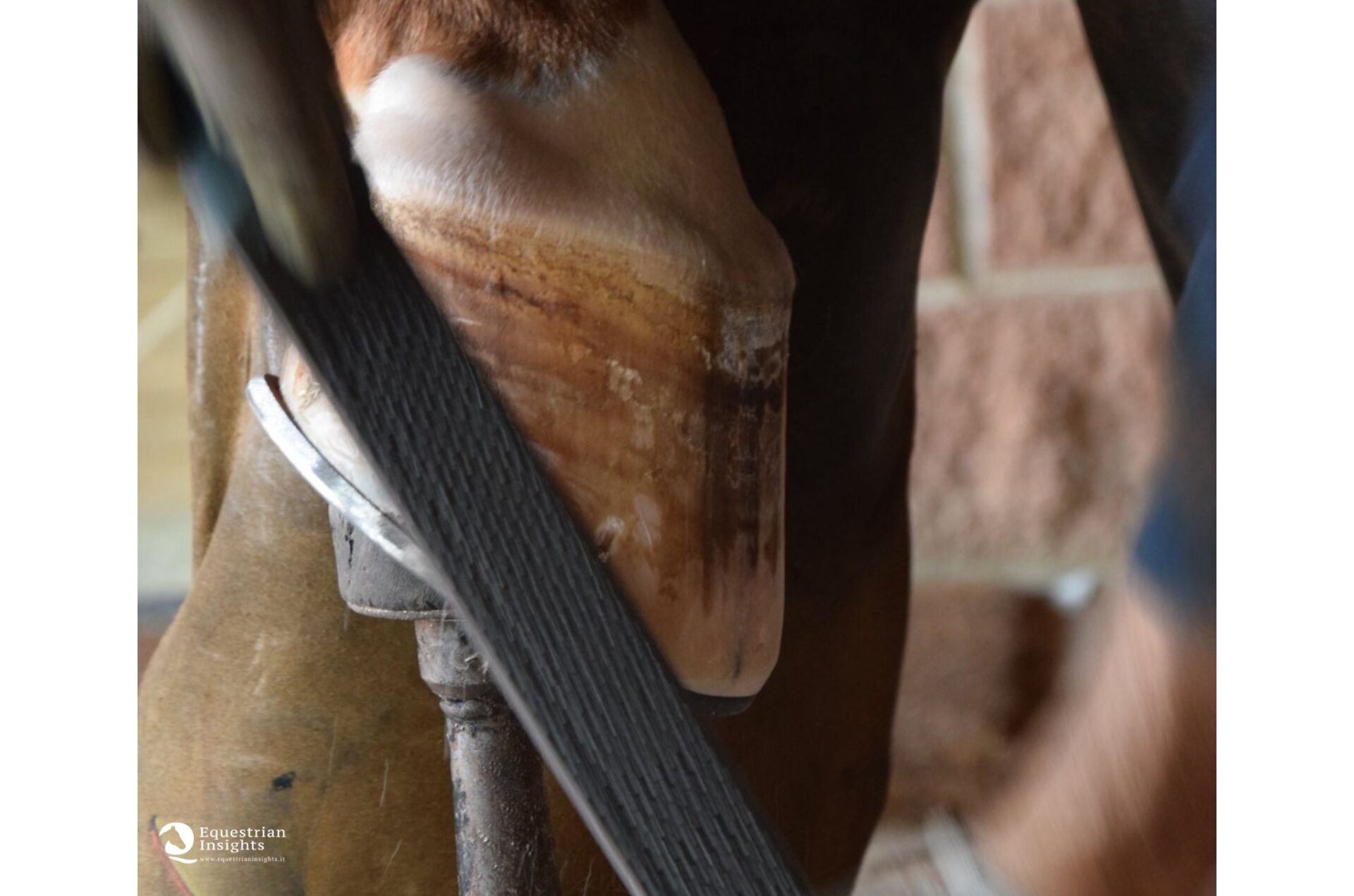 Masterclass mascalcia: anatomia e innovazione sul piede del cavallo