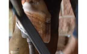 Masterclass mascalcia: anatomia e innovazione sul piede del cavallo