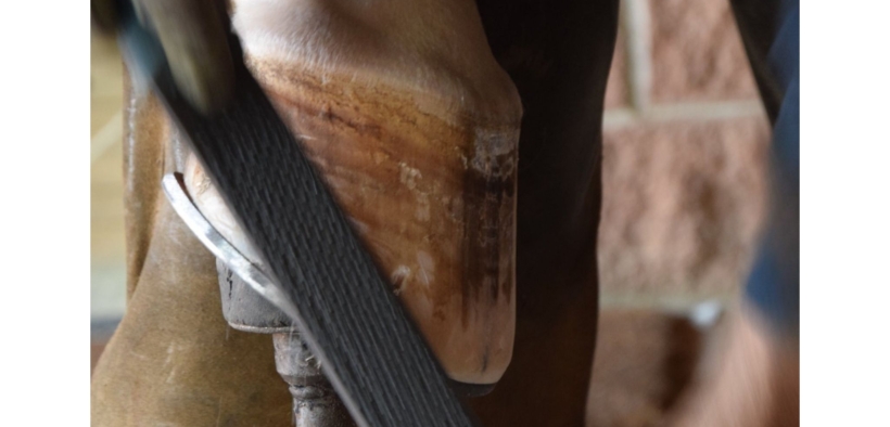 Masterclass mascalcia: anatomia e innovazione sul piede del cavallo