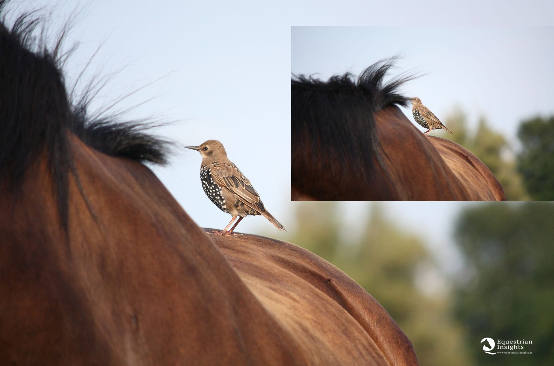Nuove frontiere di studio sul dolore alla schiena e al collo nei cavalli