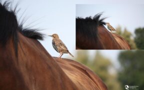 Nuove frontiere di studio sul dolore alla schiena e al collo nei cavalli