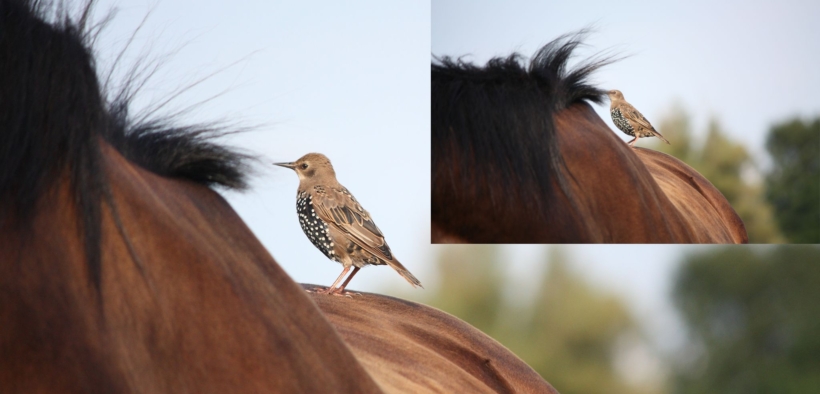 Nuove frontiere di studio sul dolore alla schiena e al collo nei cavalli