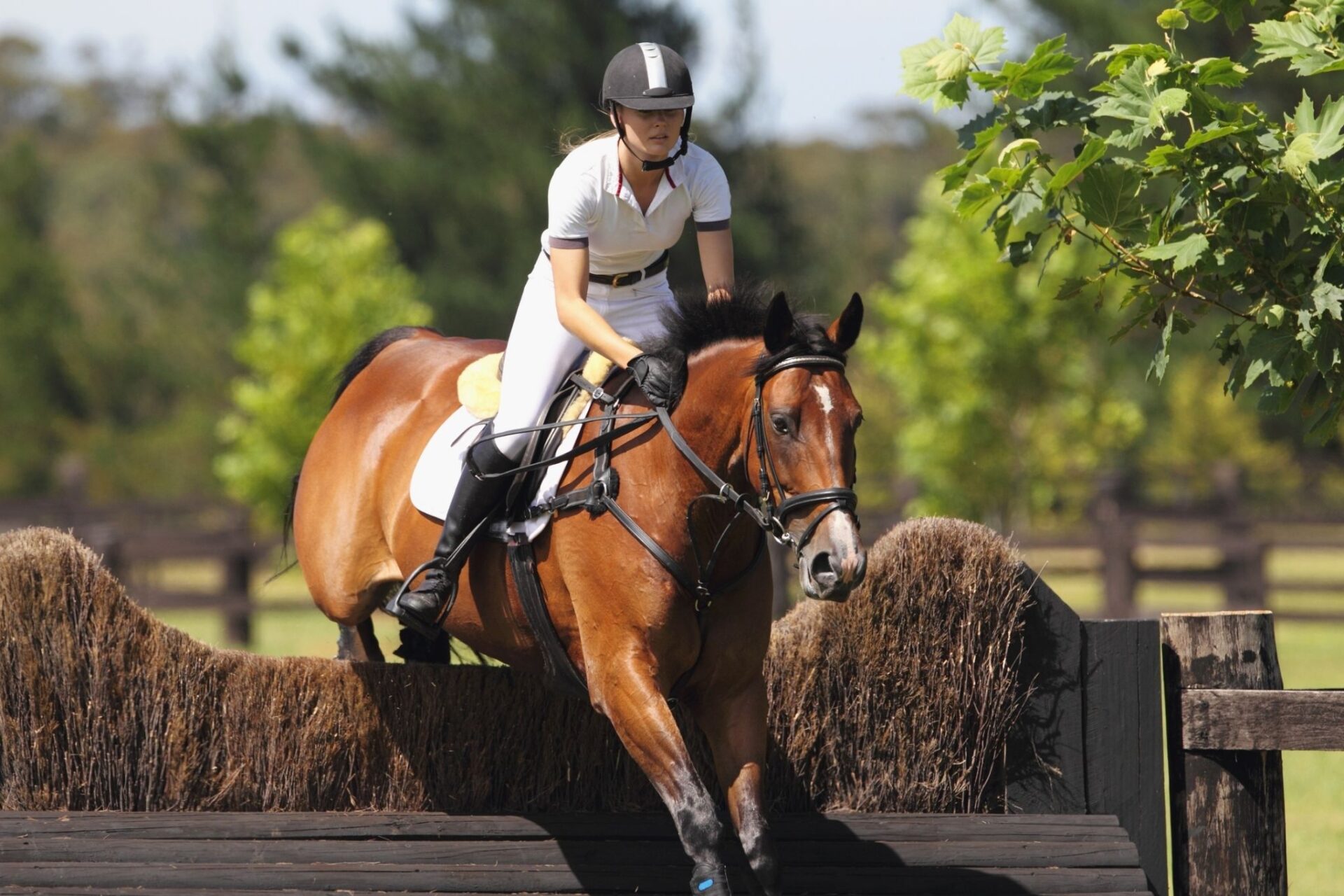 Pass per cavallo atleta, specifiche da FISE